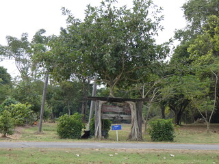 Fototapeta premium Signs and trees