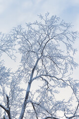 Trees covered in frost snow at winter