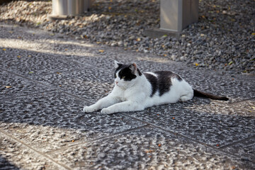 Fototapeta premium 石畳の上に座るオスの地域猫