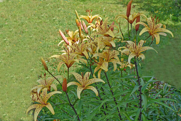 Lilies on a green lawn on a summer day