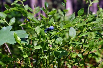 Healthy blueberry plant with ripe fruits