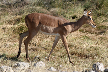 Impala on the African plains, Etosha National Park, Namibia, Africa