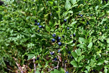 Healthy blueberry plant with ripe fruits