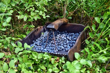Special comb to picking blueberries
