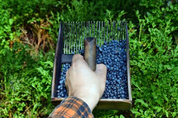 Man is picking blueberries with a special comb