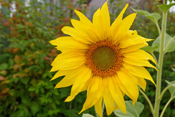 The inflorescence of a sunflower on a summer day closeup.