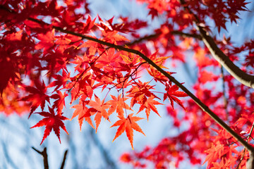 Autumn Leaves in a Park in Osaka, Japan 
