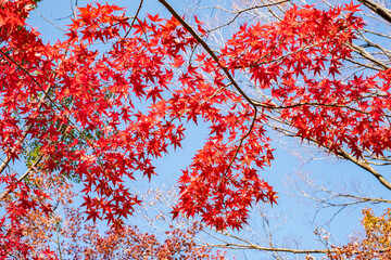 Autumn Leaves in a Park in Osaka, Japan 