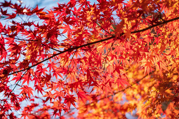 Autumn Leaves in a Park in Osaka, Japan 