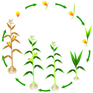 Life cycle of a corn plant on a white background.
