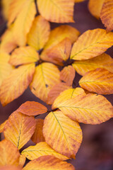 yellow autumn leaves