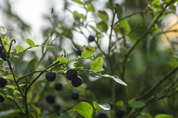 BLUEBERRIES - Forest fruits on a bush in a natural environment