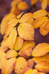yellow autumn leaves