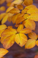 yellow autumn leaves