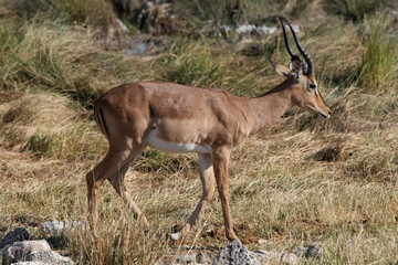 Naklejka na ściany i meble Impala on the African plains, Etosha National Park, Namibia, Africa