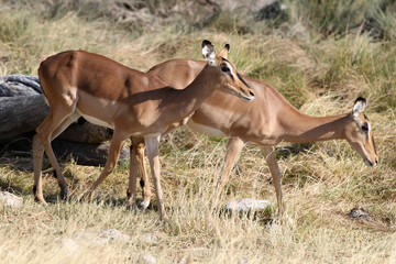 Naklejka na ściany i meble A pair of Impala on the African plains, Etosha National Park, Namibia, Africa