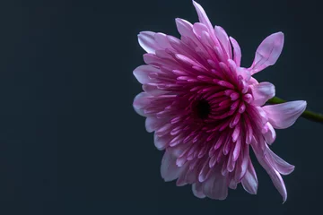 Foto op Canvas pink chrysanthemum flower © KeisukeOta