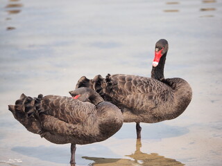 ブラックスワン　黒鳥