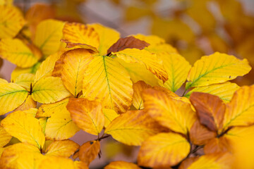 yellow autumn leaves