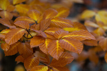 yellow autumn leaves