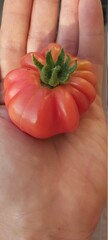 tomato and knife