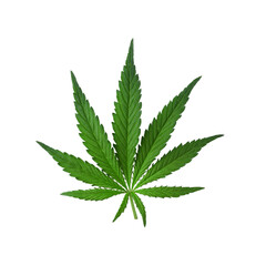 Beautiful real leaf of marijuana, cannabis isolated on white background with shadow. Cannabis backdrop. Top view, flat lay.