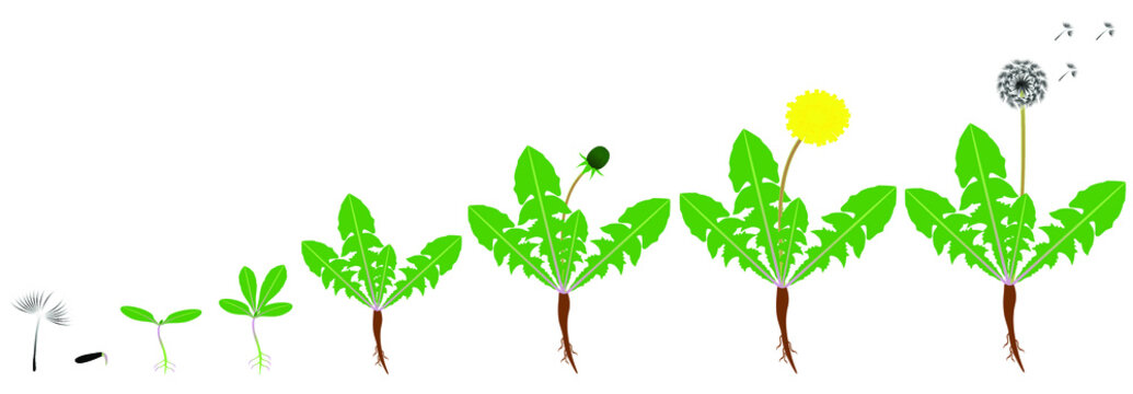 Cycle of growth of a dandelion plant isolated on a white background.