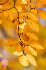 yellow autumn leaves