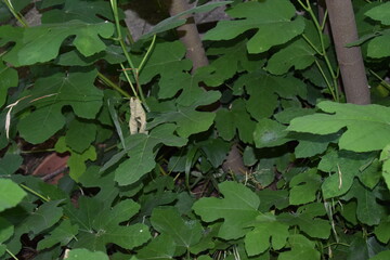 Foliage of common fig tree (ficus carica)