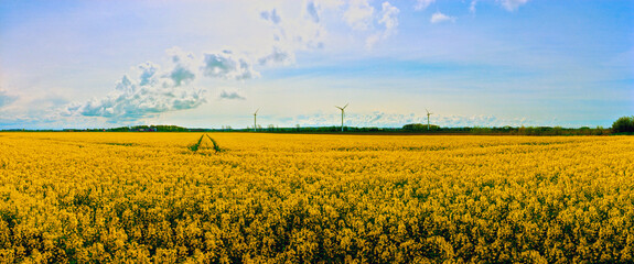 Rapeseed and Windmills near Ystad Sweden