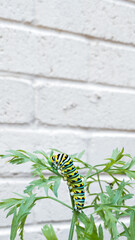 Eastern Swallowtail Caterpillar on Carrot Plant With White Brick Background