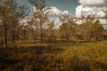 Fototapeta premium Grunge forest background in Kazakhstan. Textured conceptual image. Vintage Style. Grunge landscape