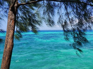 turquoise clear sea with the trees