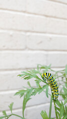 Eastern Swallowtail Caterpillar on Carrot Plant With White Brick Background