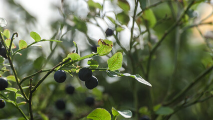 BLUEBERRIES - Forest fruits on a bush in a natural environment