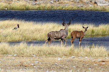 A pair of Kudu at the waterhole, Etosha National Park, Namibia, Africa