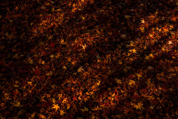 Majestic colorful tree,red and orange autumn leaves.
