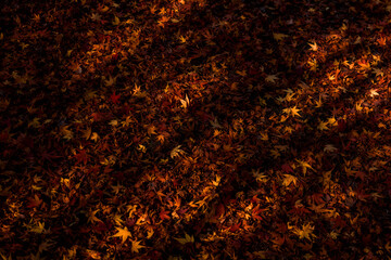 Majestic colorful tree,red and orange autumn leaves.