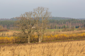 Fototapeta premium autumn landscapes with clouds, fields and forests