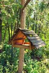 Nice wooden bird feeders. Wooden house for birds in the forest. Outdoor bird feeder. Bird feeders in park. Trees in the background. Arboretum Alexandria in Bila Tserkva. Summer sunny day