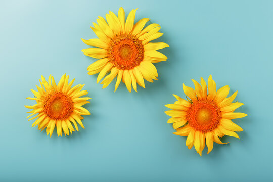 Sunflower flowers on a blue background, top view.