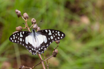 Graphium angolanus close to the Lusushwana River, Manzini Province, Eswatini, southern Africa