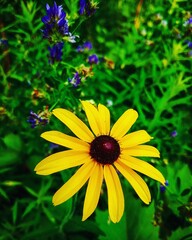yellow flowers on a green background
