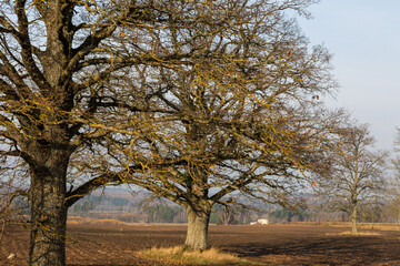 autumn landscapes with clouds, fields and forests