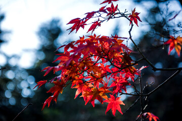 Majestic colorful tree,red and orange autumn leaves.