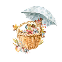 Hand drawing watercolor autumn illustration -  wooden basket of berries, mushrooms, acorns, leaves, flowers with umbrella. illustration isolated on white