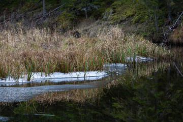 pine three and old withered trees in forest wit reflections