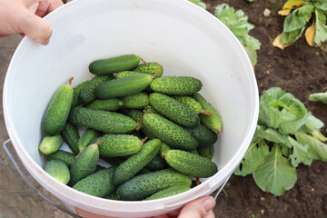 harvest of young cucumbers in a plastic bucket