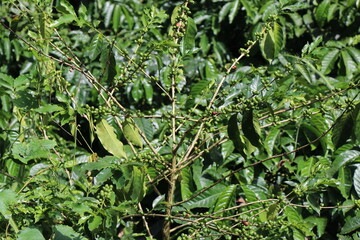 Fototapeta na wymiar Arabica coffee plant with full of unripe green coffee beans on all branches having very high yield