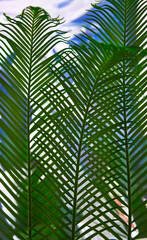Fototapeta na wymiar green palm leaves grow on white background